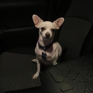 Meet your Posher, Daisy